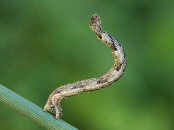  Chenille de Idaea dimidiata Hfn. - ©Lionel Taurand