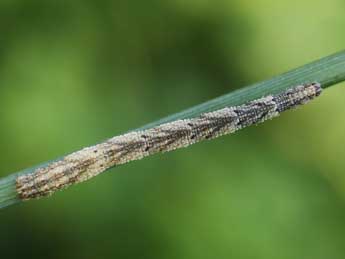  Chenille de Idaea dimidiata Hfn. - Lionel Taurand