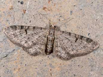 Eupithecia distinctaria H.-S. adulte - ©Philippe Mothiron