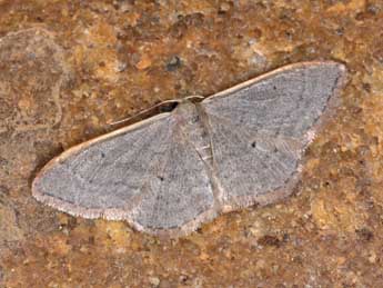 Idaea distinctaria Bsdv. adulte - ©Philippe Mothiron