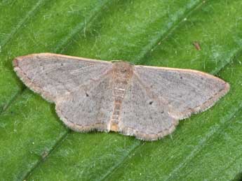 Idaea distinctaria Bsdv. adulte - Philippe Mothiron