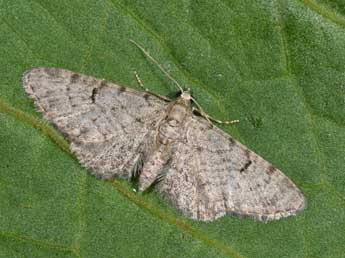 Eupithecia distinctaria H.-S. adulte - Philippe Mothiron