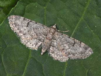 Eupithecia distinctaria H.-S. adulte - Philippe Mothiron