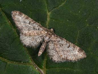 Eupithecia druentiata Dietze adulte - ©Philippe Mothiron