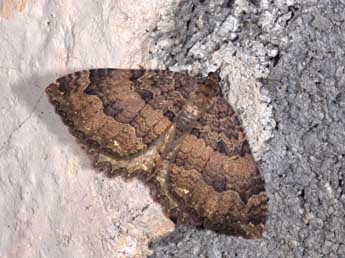 Triphosa dubitata L. adulte - Philippe Mothiron