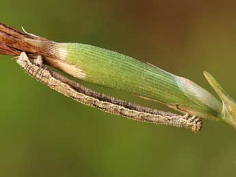  Chenille de Idaea elongaria Rbr - Lionel Taurand