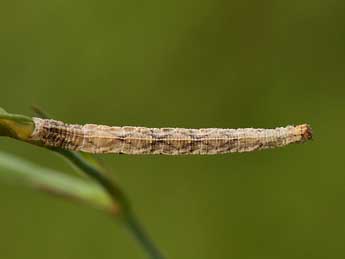  Chenille de Idaea elongaria Rbr - ©Lionel Taurand