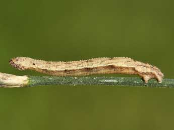  Chenille de Idaea elongaria Rbr - ©Lionel Taurand