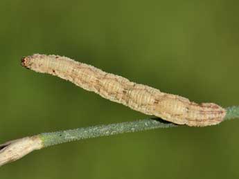  Chenille de Idaea elongaria Rbr - ©Lionel Taurand