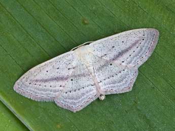 Scopula emutaria Hb. adulte - Lionel Taurand