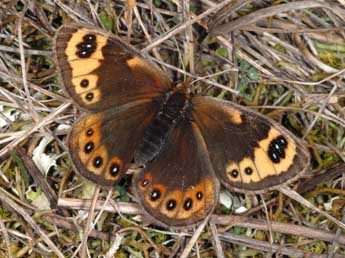 Erebia epistygne Hb. adulte - Wolfgang Wagner, www.pyrgus.de