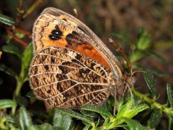 Erebia epistygne Hb. adulte - ©Wolfgang Wagner, www.pyrgus.de