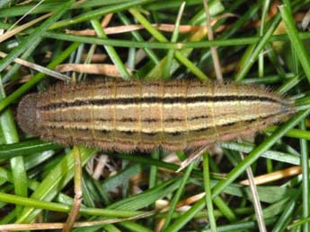  Chenille de Erebia epistygne Hb. - Wolfgang Wagner, www.pyrgus.de