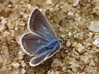 Polyommatus eros O. adulte - ©Lionel Taurand