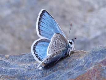 Polyommatus eros O. adulte - Lionel Taurand