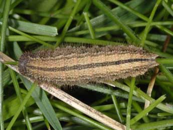  Chenille de Erebia euryale Esp. - ©Wolfgang Wagner, www.pyrgus.de