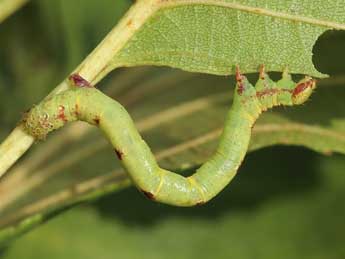  Chenille de Cabera exanthemata Scop. - ©Lionel Taurand