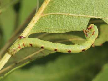  Chenille de Cabera exanthemata Scop. - Lionel Taurand