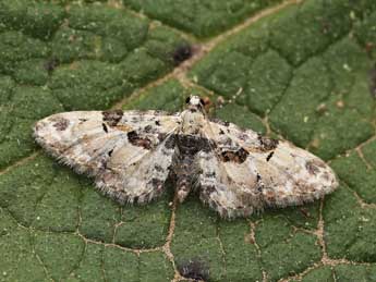 Eupithecia extremata F. adulte - ©Lionel Taurand