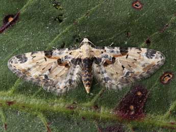 Eupithecia extremata F. adulte - Lionel Taurand