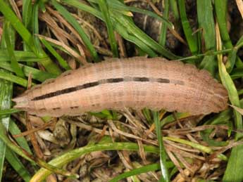  Chenille de Hipparchia fagi Scop. - Wolfgang Wagner, www.pyrgus.de