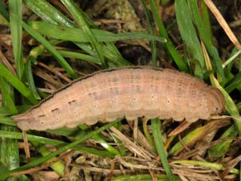  Chenille de Hipparchia fagi Scop. - ©Wolfgang Wagner, www.pyrgus.de