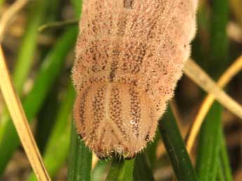  Chenille de Hipparchia fagi Scop. - ©Wolfgang Wagner, www.pyrgus.de