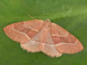 Hylaea fasciaria L. adulte - Philippe Mothiron