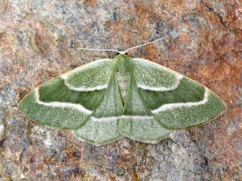 Hylaea fasciaria L. adulte - Philippe Mothiron