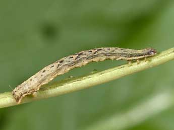  Chenille de Xanthorhoe ferrugata Cl. - ©Philippe Mothiron