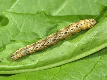  Chenille de Xanthorhoe ferrugata Cl. - ©Philippe Mothiron