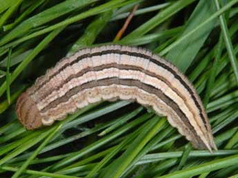  Chenille de Satyrus ferula F. - Wolfgang Wagner, www.pyrgus.de