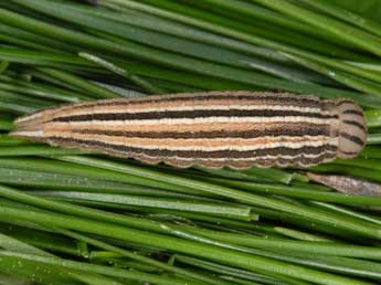  Chenille de Satyrus ferula F. - ©Wolfgang Wagner, www.pyrgus.de