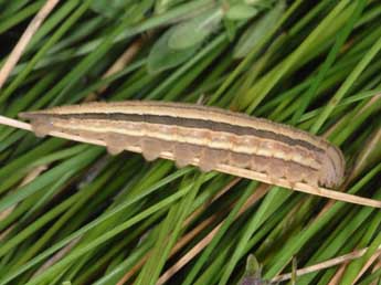  Chenille de Hipparchia fidia L. - Wolfgang Wagner, www.pyrgus.de