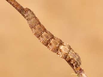  Chenille de Idaea filicata Hb. - ©Lionel Taurand