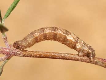  Chenille de Idaea filicata Hb. - ©Lionel Taurand