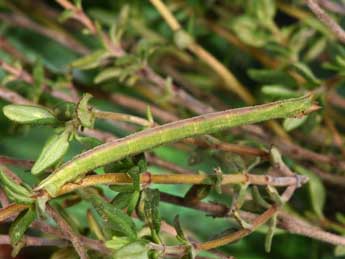  Chenille de Thalera fimbrialis Scop. - Philippe Mothiron