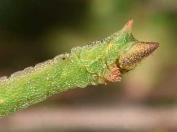  Chenille de Thalera fimbrialis Scop. - ©Philippe Mothiron