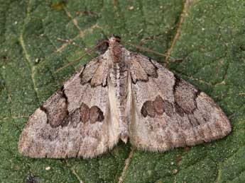 Pennithera firmata Hb. adulte - ©Lionel Taurand