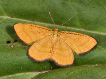 Idaea flaveolaria Hb. adulte - Philippe Mothiron