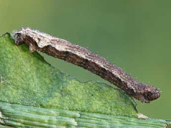  Chenille de Hospitalia flavolineata Stgr - ©Lionel Taurand