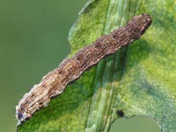  Chenille de Hospitalia flavolineata Stgr - Lionel Taurand