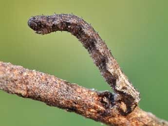  Chenille de Hospitalia flavolineata Stgr - Lionel Taurand