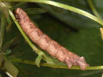  Chenille de Gnophos furvata D. & S. - ©Philippe Mothiron