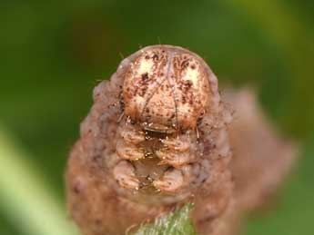  Chenille de Gnophos furvata D. & S. - ©Philippe Mothiron