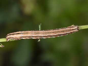  Chenille de Epirrhoe galiata D. & S. - Philippe Mothiron