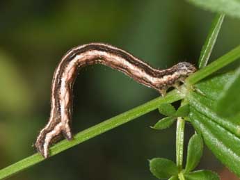  Chenille de Epirrhoe galiata D. & S. - Philippe Mothiron