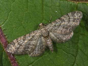 Eupithecia gemellata H.-S. adulte - Philippe Mothiron