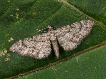 Eupithecia gemellata H.-S. adulte - ©Philippe Mothiron