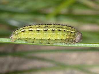  Chenille de Erebia gorge Hb. - ©Wolfgang Wagner, www.pyrgus.de